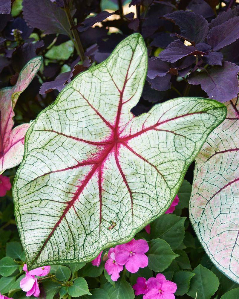 Caladium 'White Queen'
