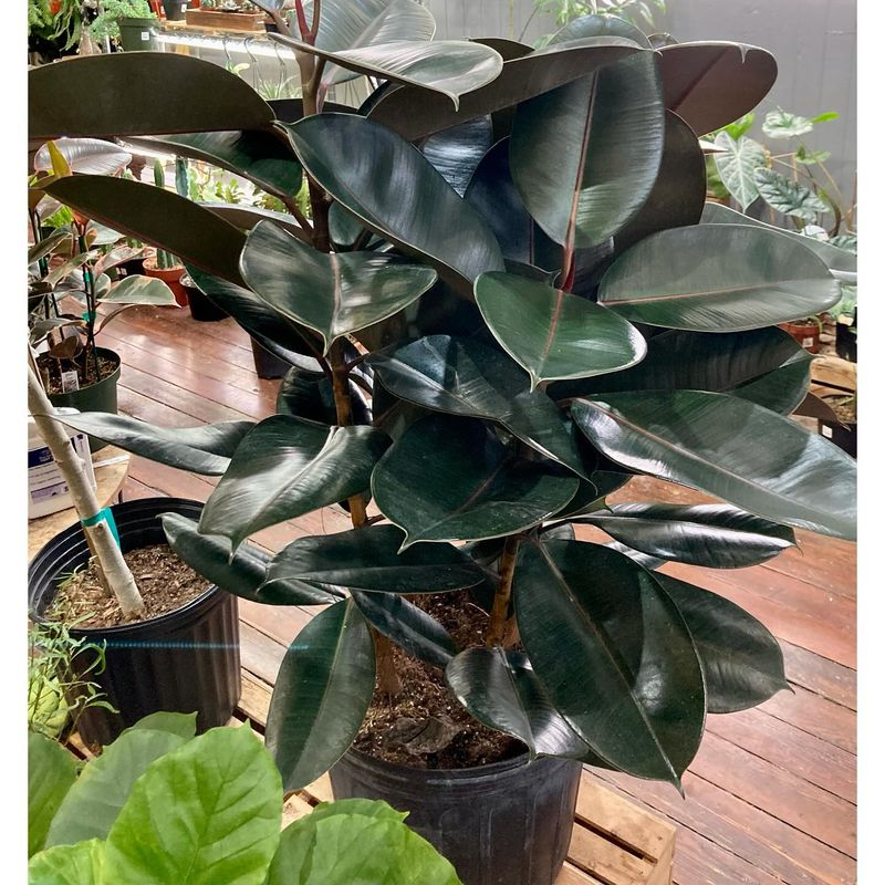 Rubber Plant (Ficus elastica)