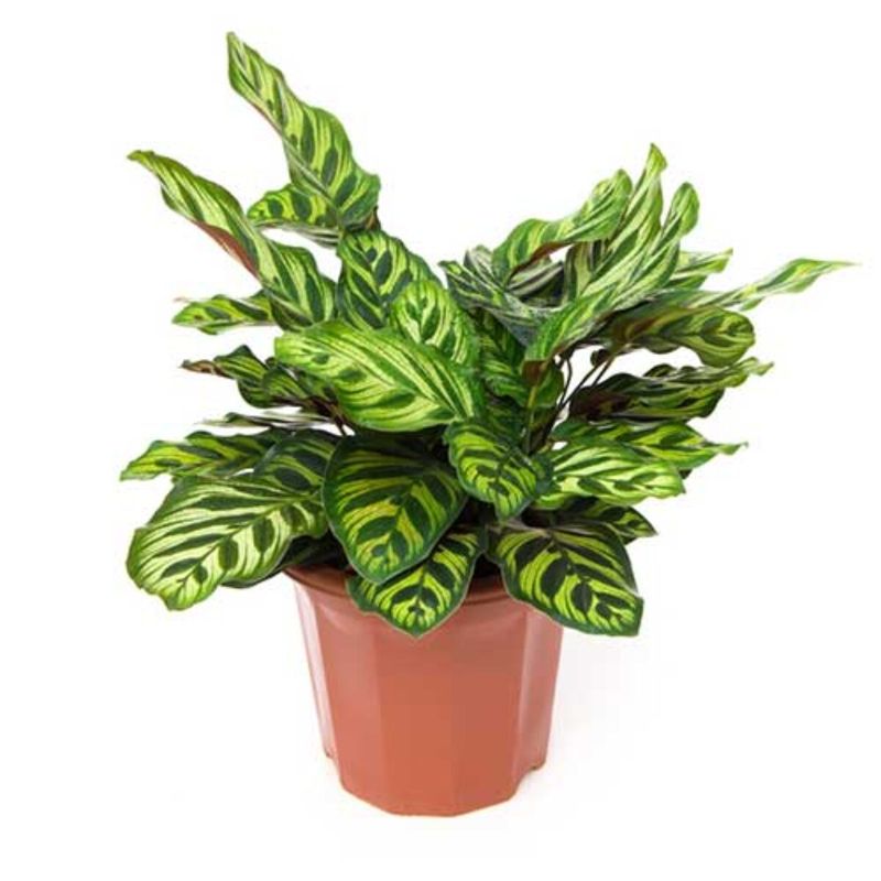 Peacock Plant (Calathea Makoyana): The Pattern-Losing Prima Donna