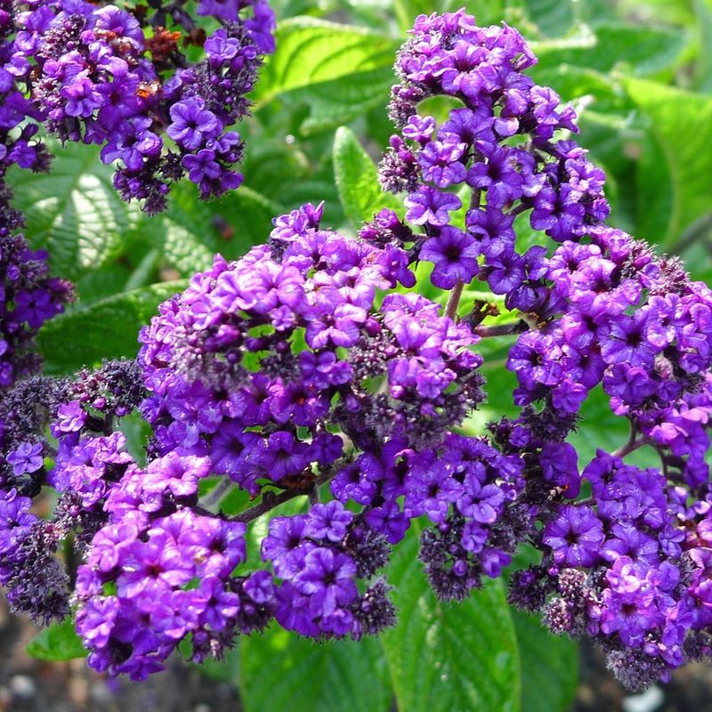 Heliotrope