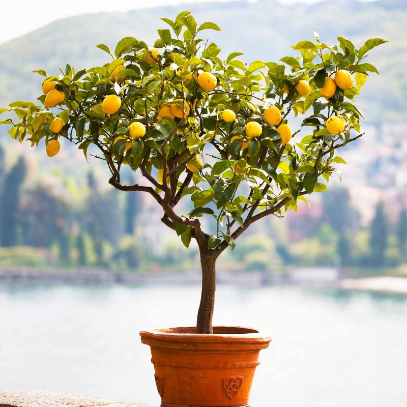 Compact Citrus Tree Containers