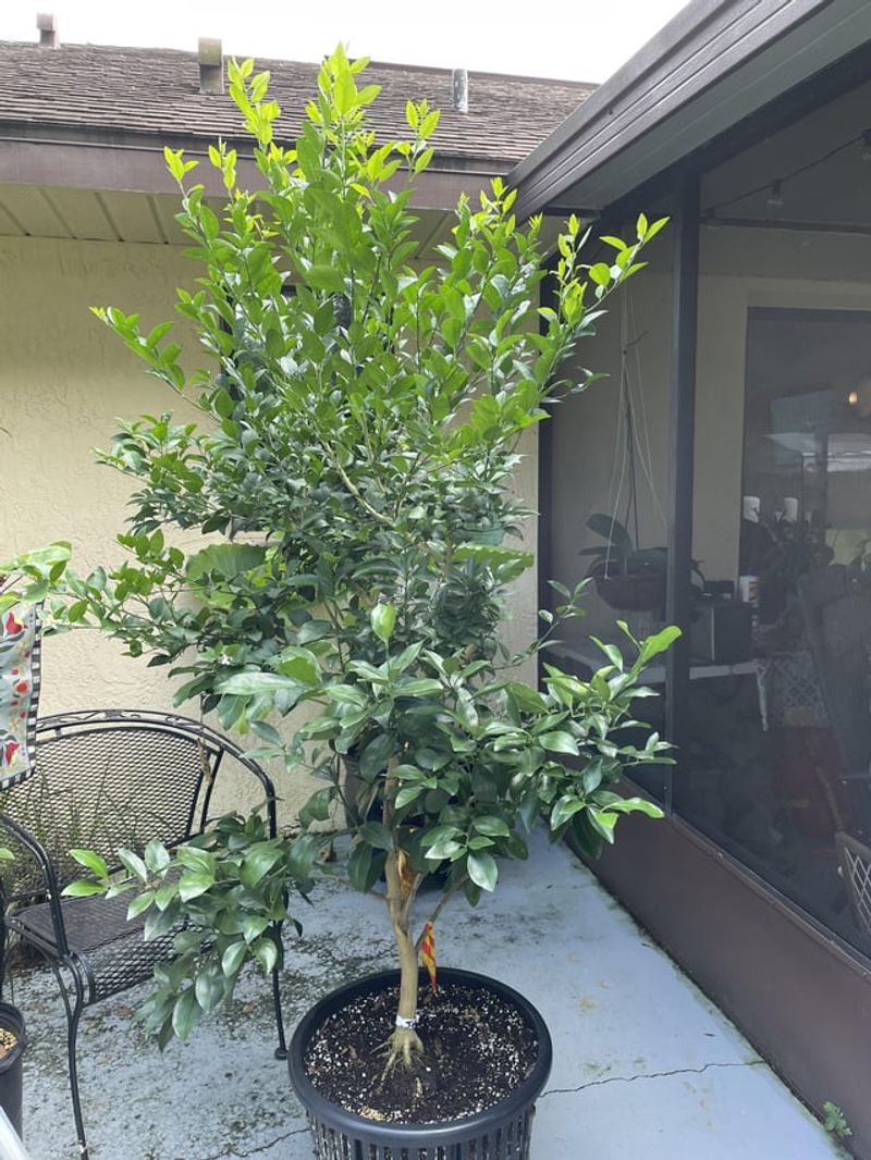 Citrus Cocktail Trees: Space-Saving Diversity