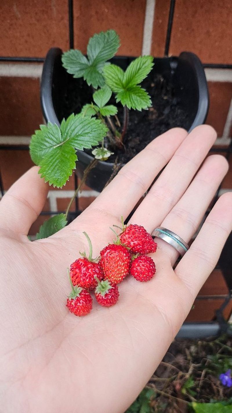 Alpine Strawberries
