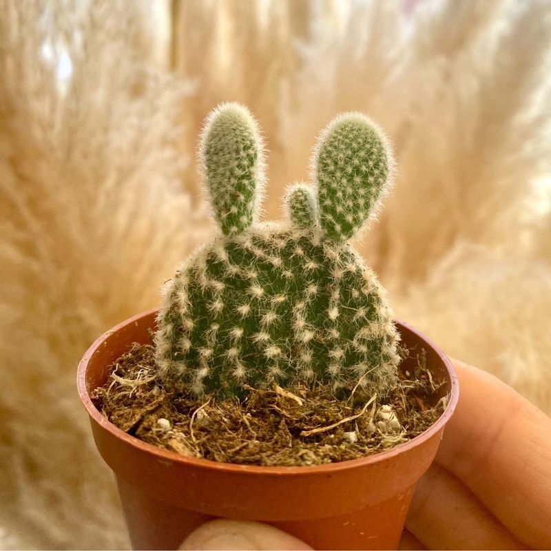 Bunny Ear Cactus