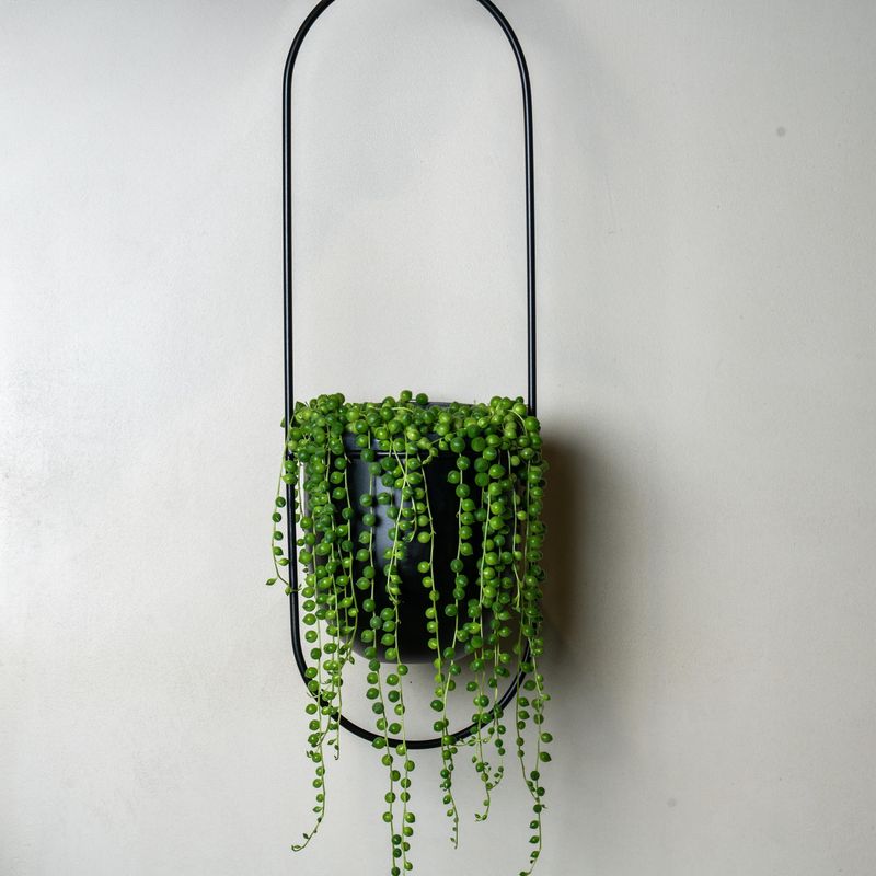 String Of Pearls
