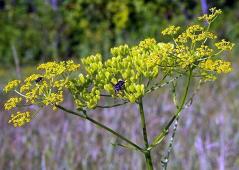 Wild Parsnip