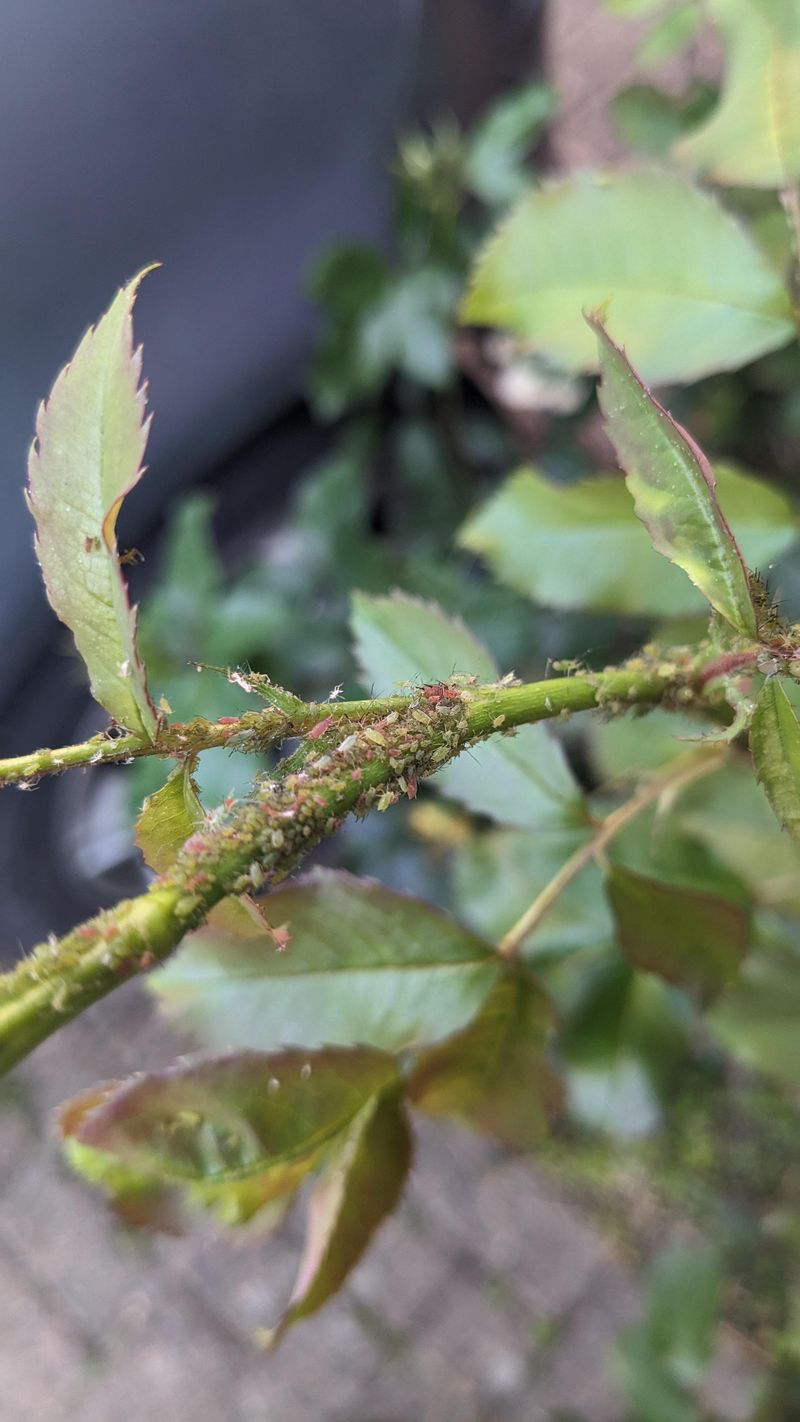 Neglecting Pest Management