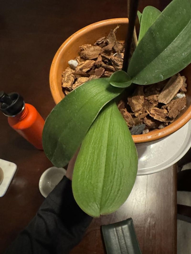 Improper Potting Medium