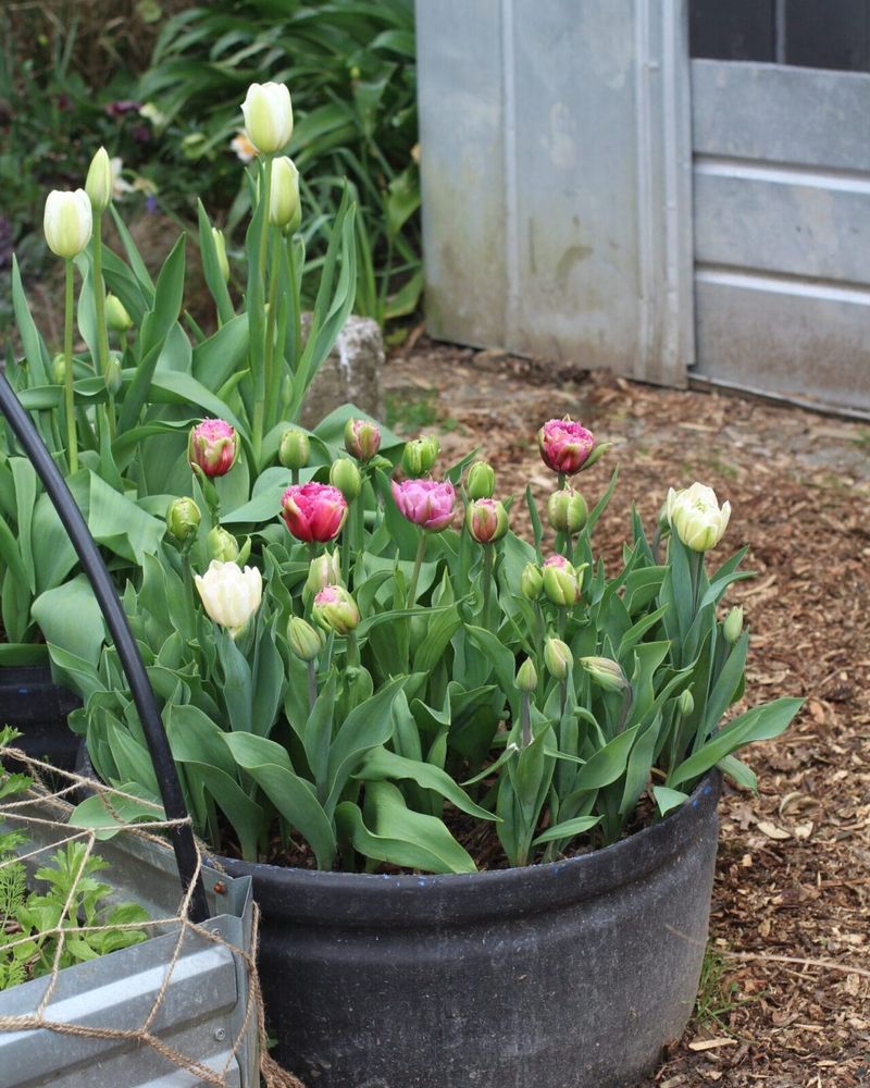 Planted Too Late In Season