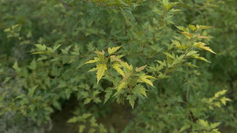 Thin, Woody Stems