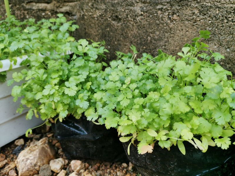 Shallow Root System Requires Constant Attention