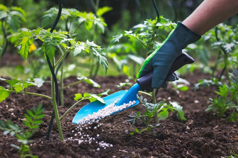 Add Nitrogen-Rich Fertilizers