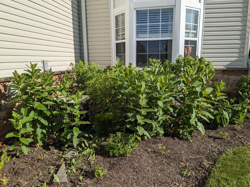 Boring Foundation Plants