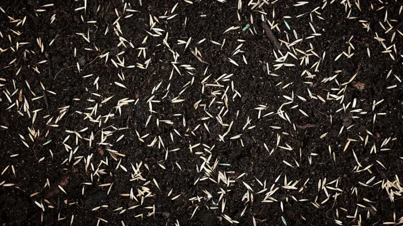 Rapid Surface Drying
