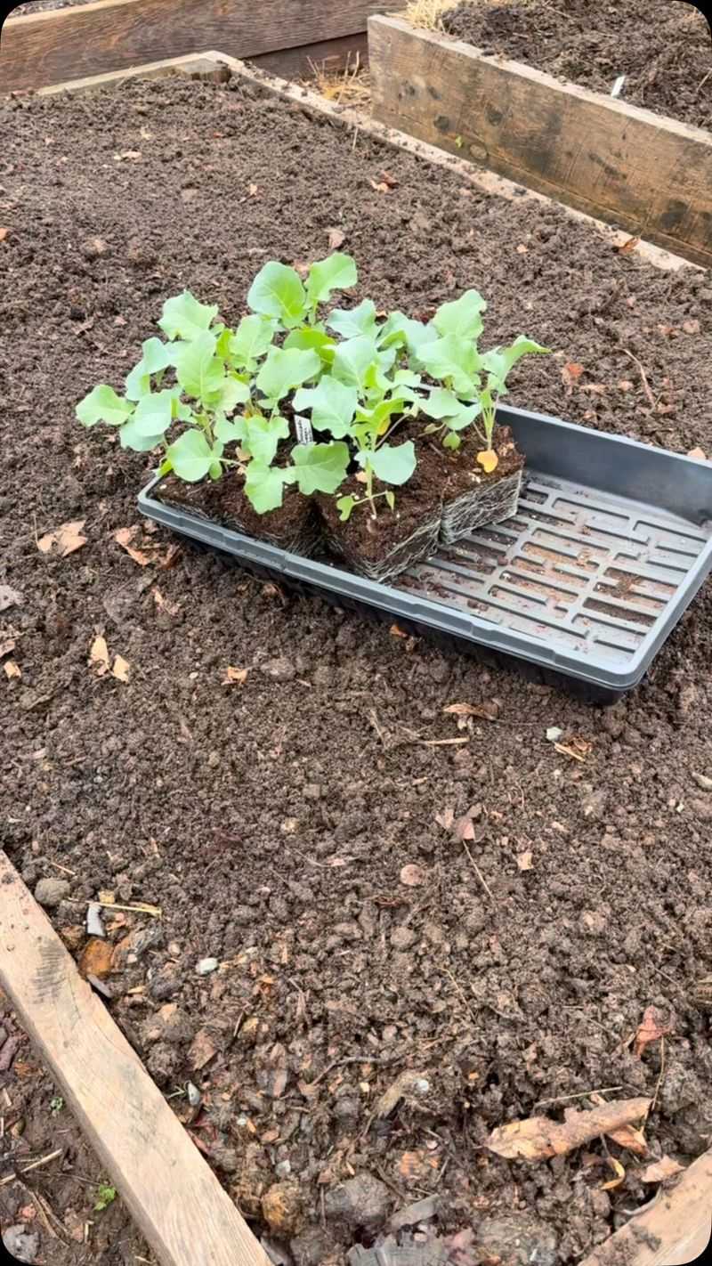 Inconsistent Watering