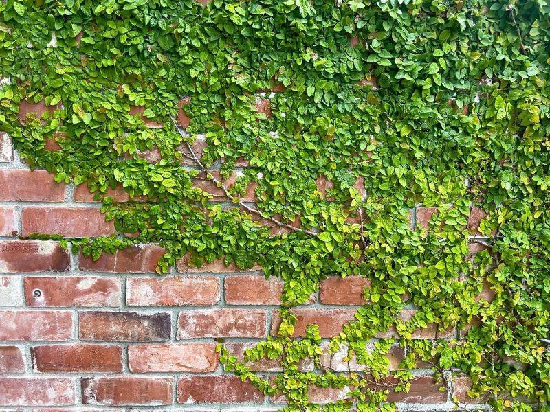 Fig Ivy
