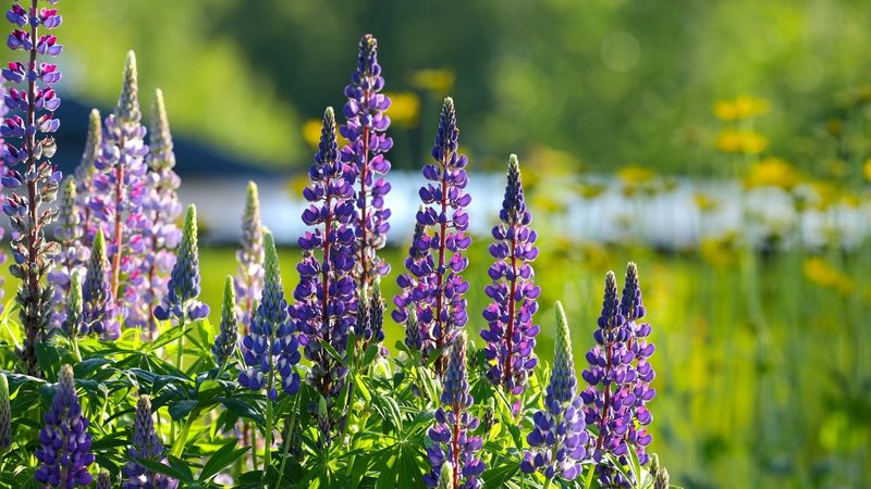 Lupines - Tower Trouble