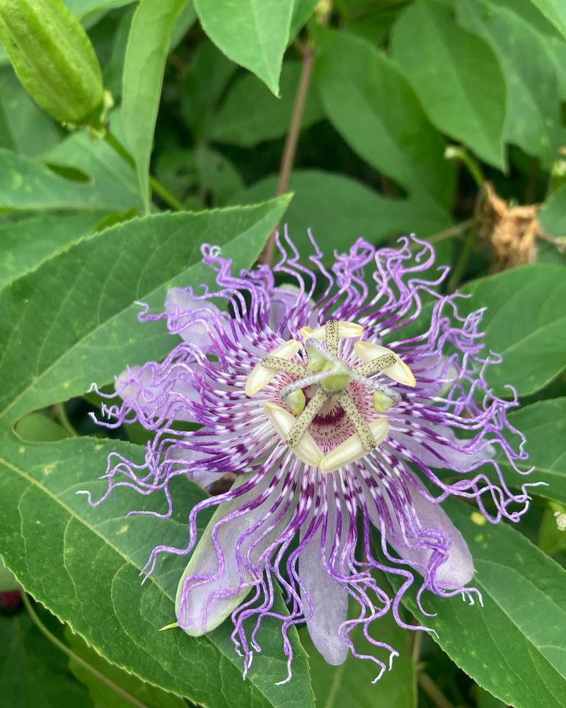 Passion Flower