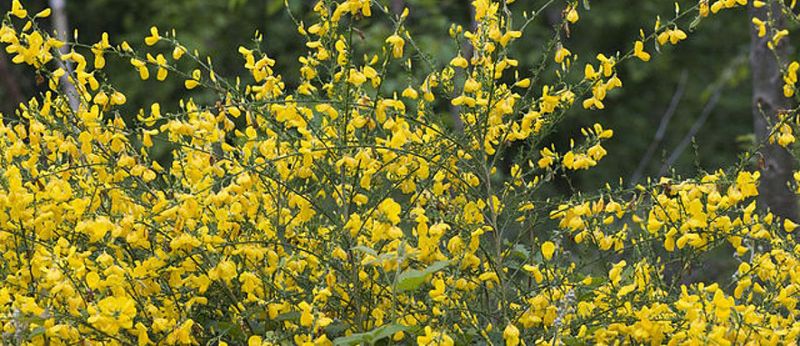 Scotch Broom (Cytisus scoparius)