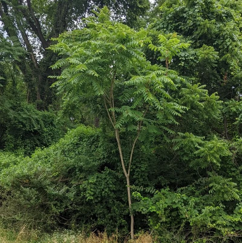 Tree of Heaven's Hellish Growth