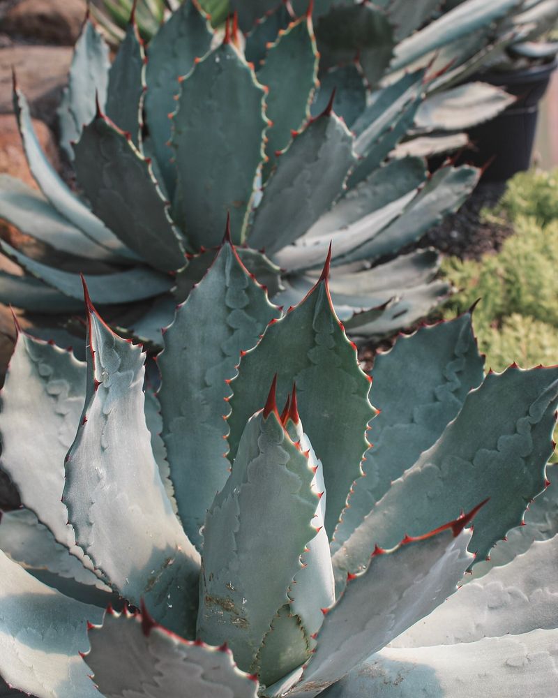 Agave