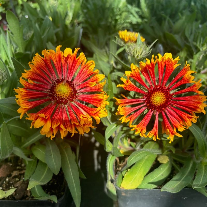 Blanket Flower: Desert Sun Devotee