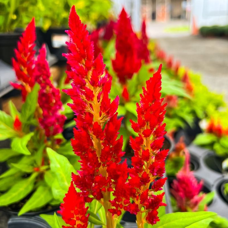 Celosia