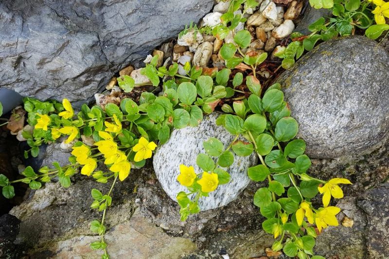 Creeping Jenny