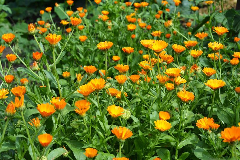 Calendula: Speedy Medicinal Beauty