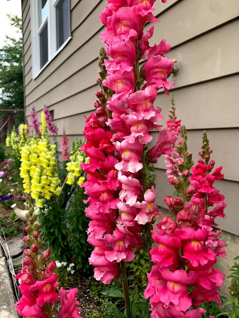 Snapdragons - Vertical Drama For Containers