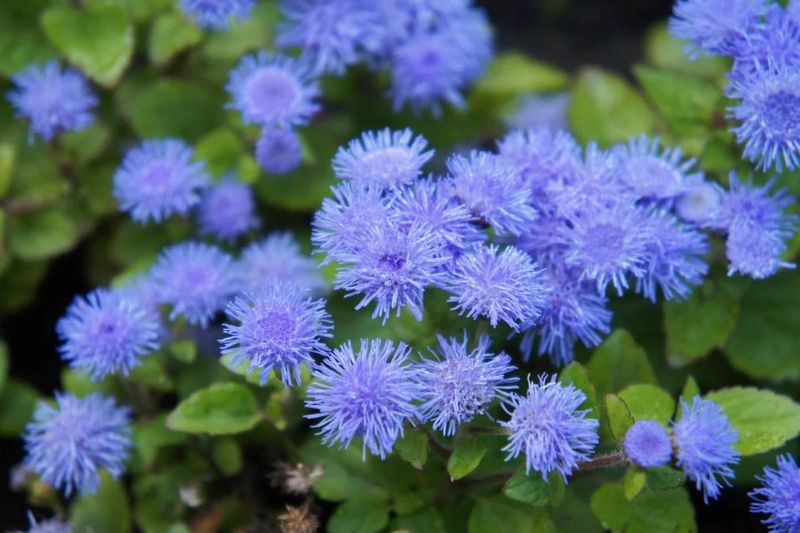 Ageratum - Fluffy Blue Blooms for Borders