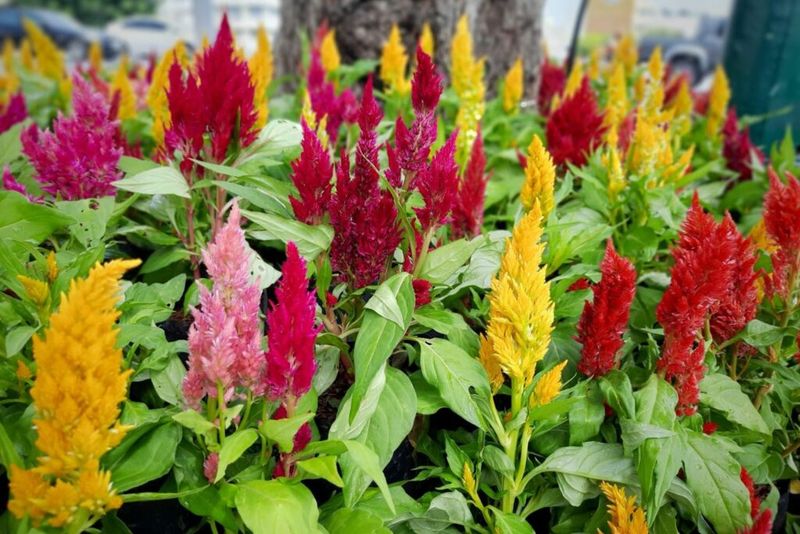 Celosia Splendor