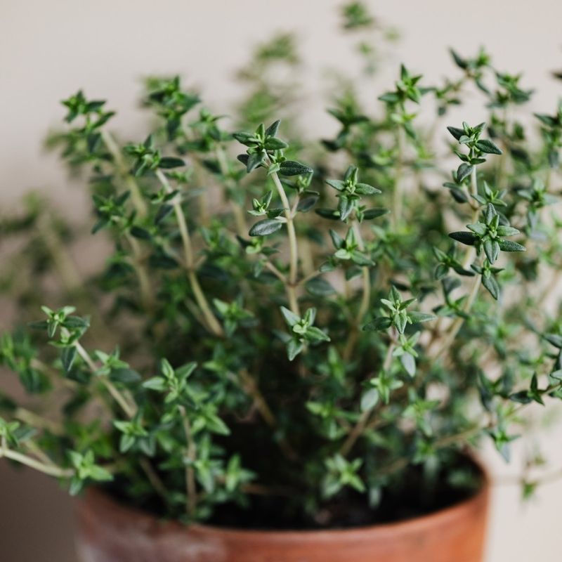 Mediterranean Herbs