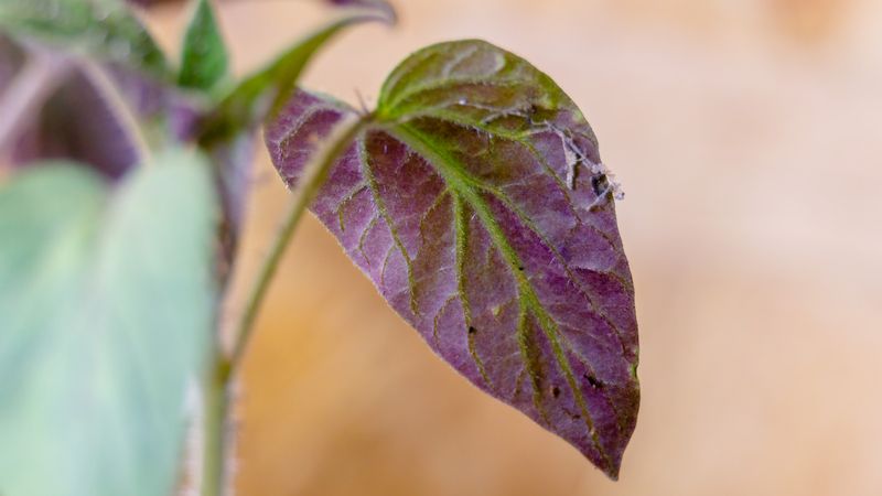 Phosphorus Deficiency