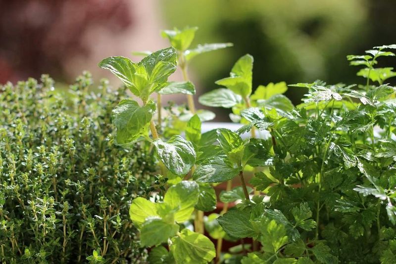 Aromatic Herbs