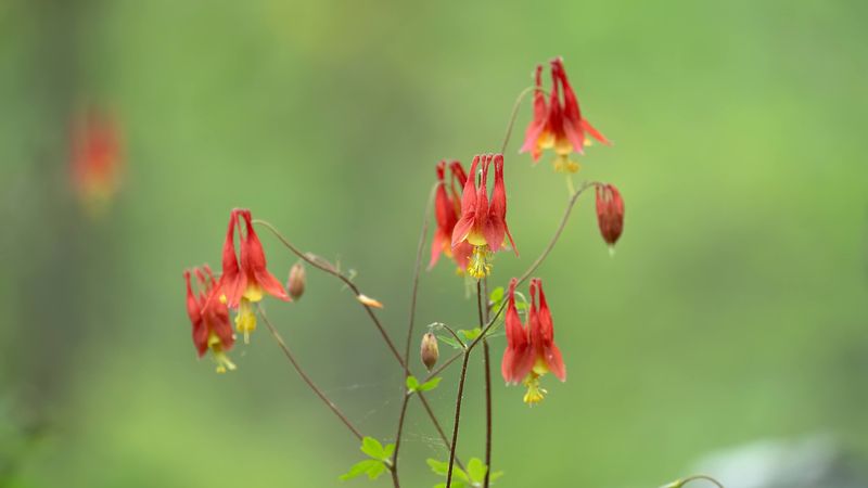 Columbine