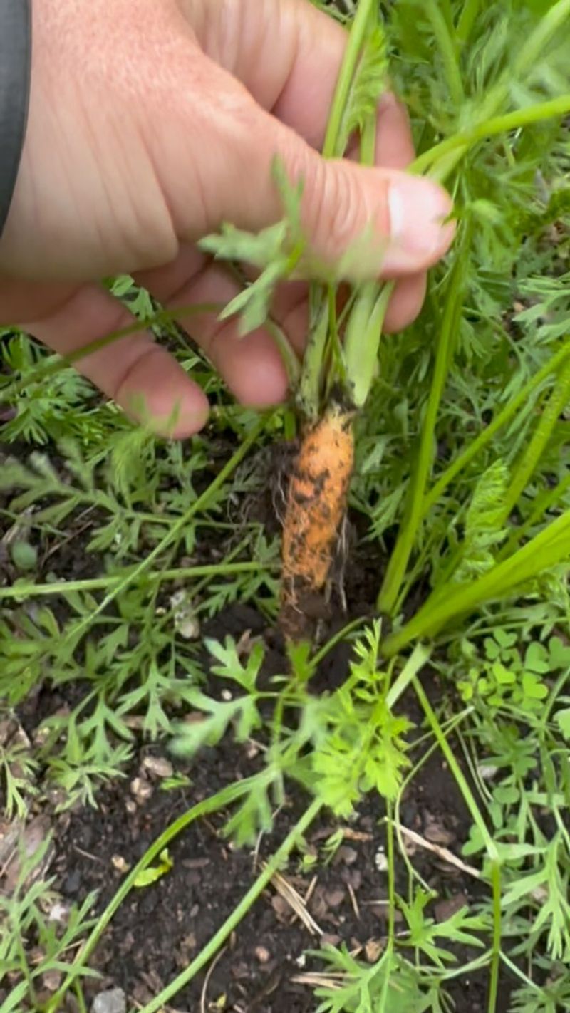 Carrots