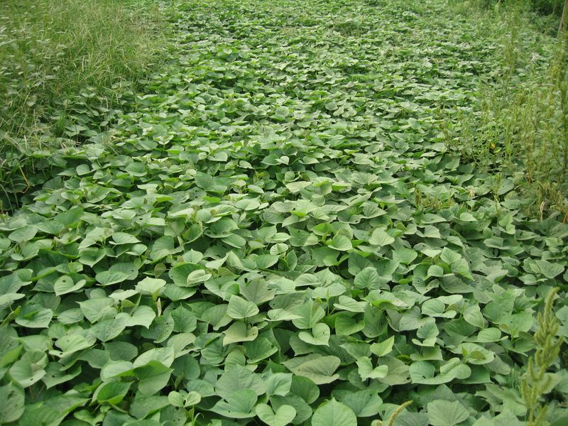 Sweet Potatoes