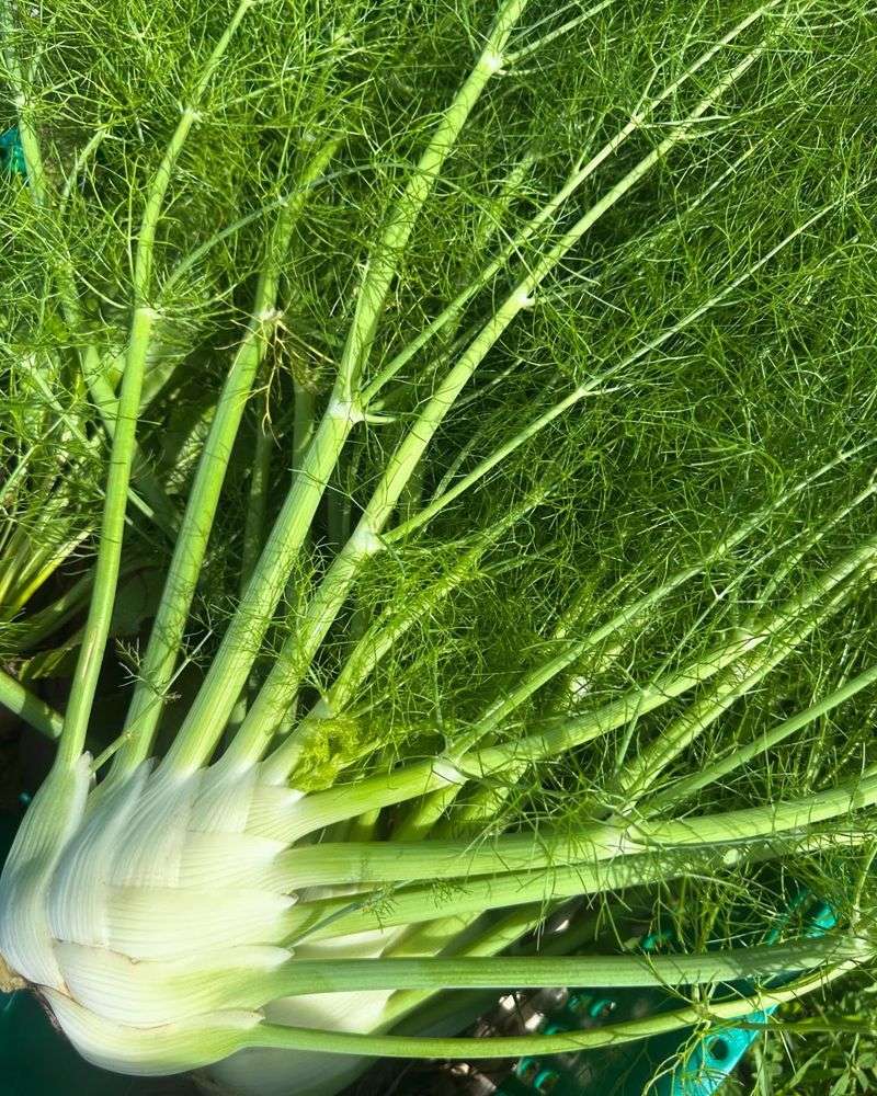 Fennel