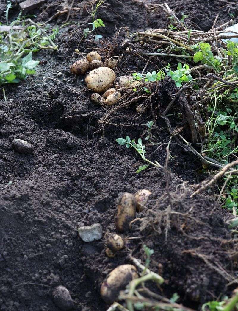 Potatoes Can Spread Disease