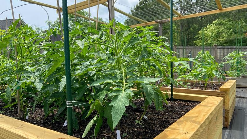 Full-Sized Tomato Varieties: Too Tall, Too Heavy