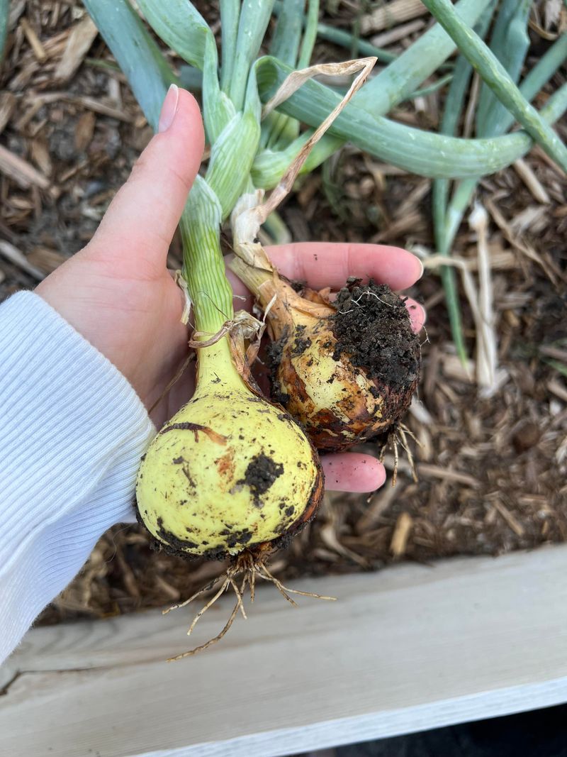 Onions Offer Minimal Returns