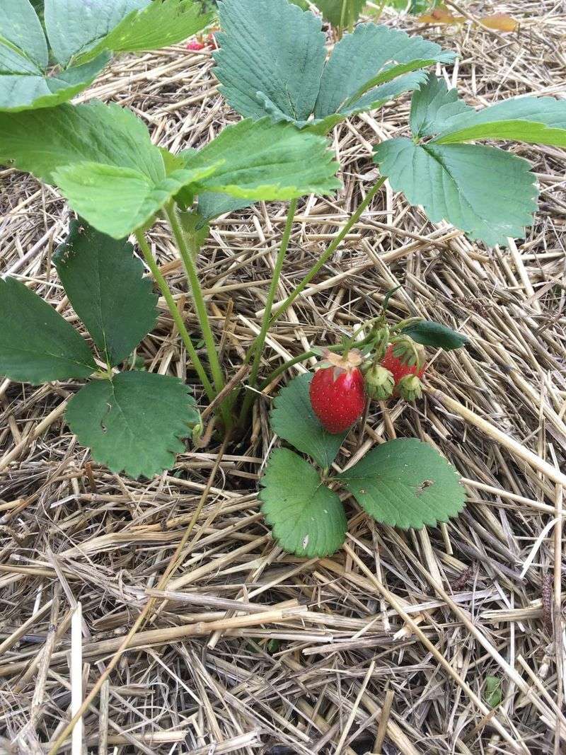 Strawberries Steal Bean Nutrition