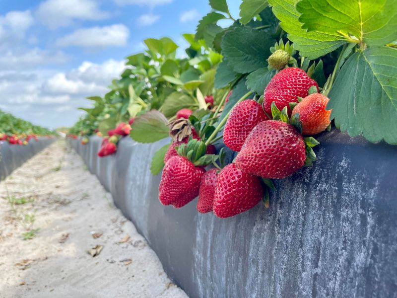 Strawberries: The Creeping Invaders