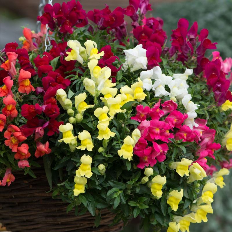 Trailing Snapdragons: Cascading Color Surprise