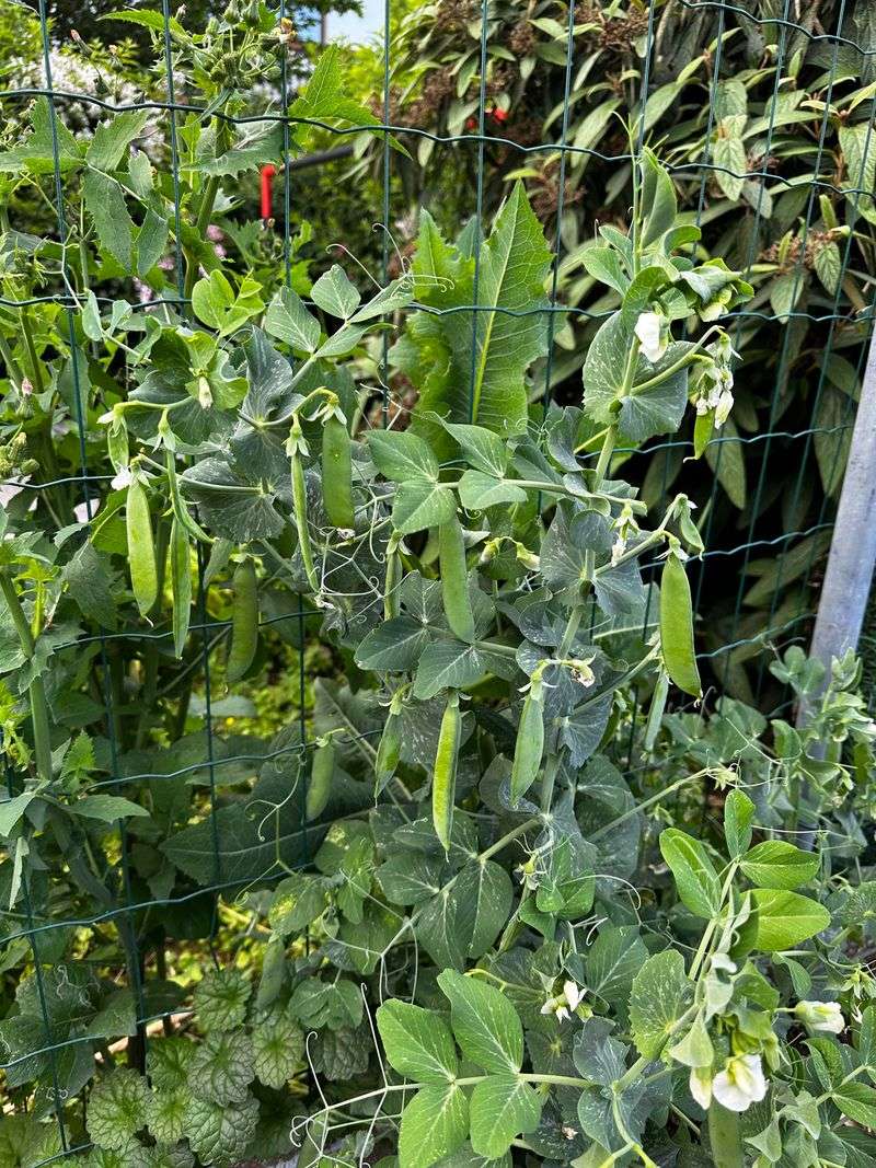 Peas and Radishes: Early Season Dream Team