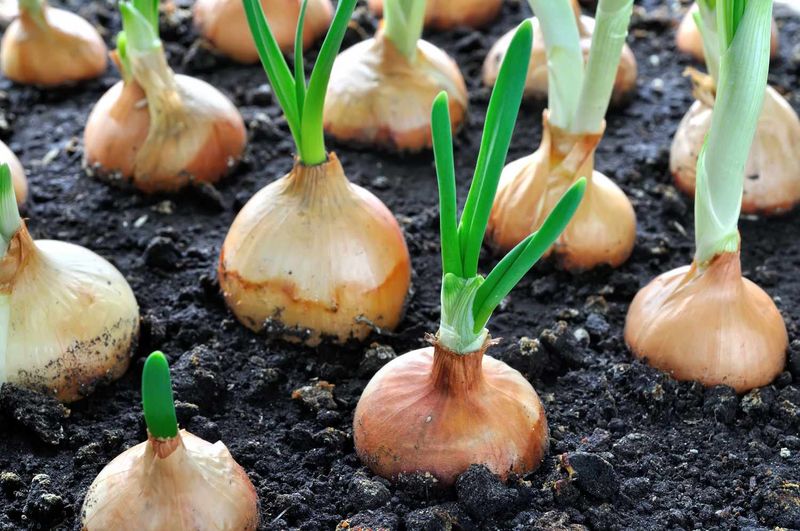 Onions and Beans: Chemical Warfare