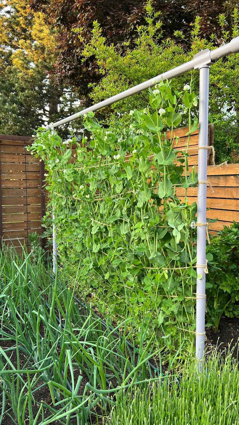 Pole Beans