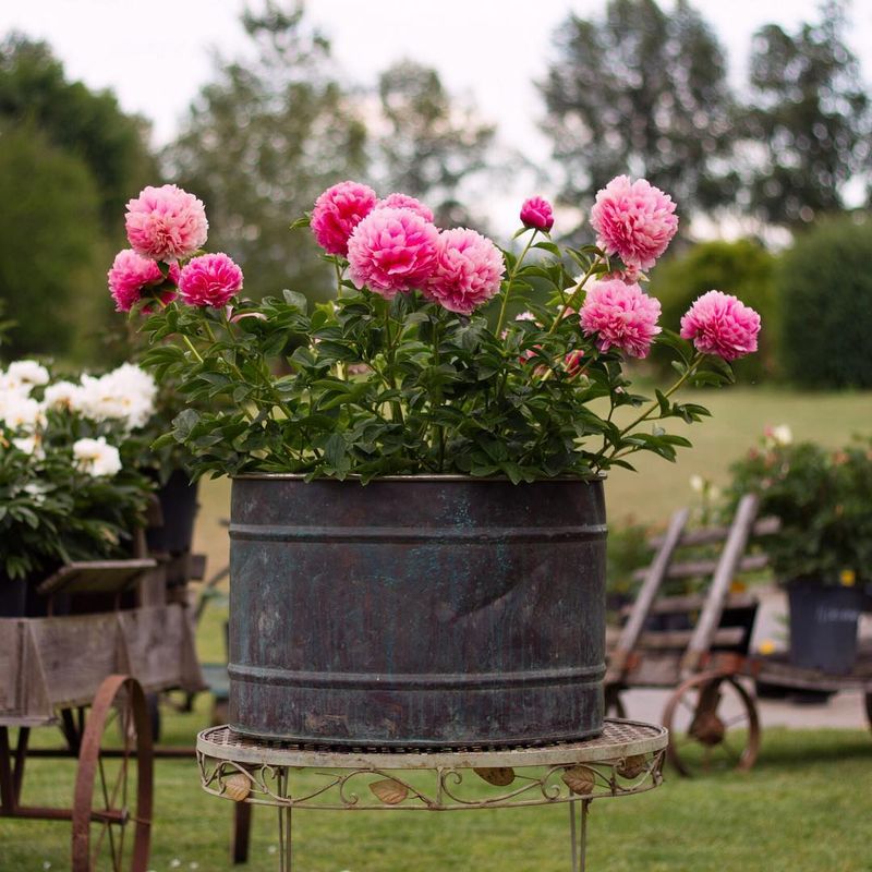Moisture Management Alternatives