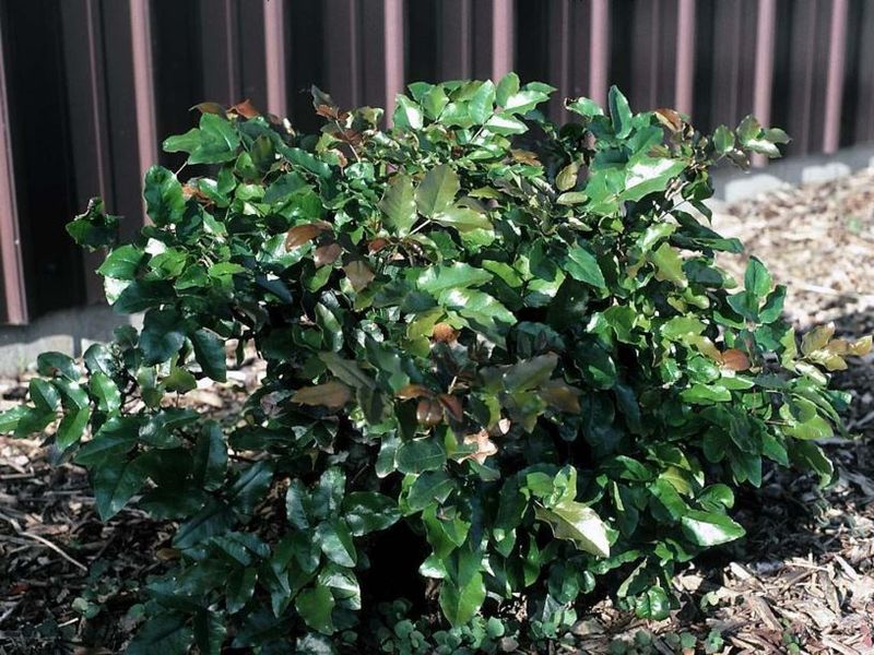 Compact Oregon Grape